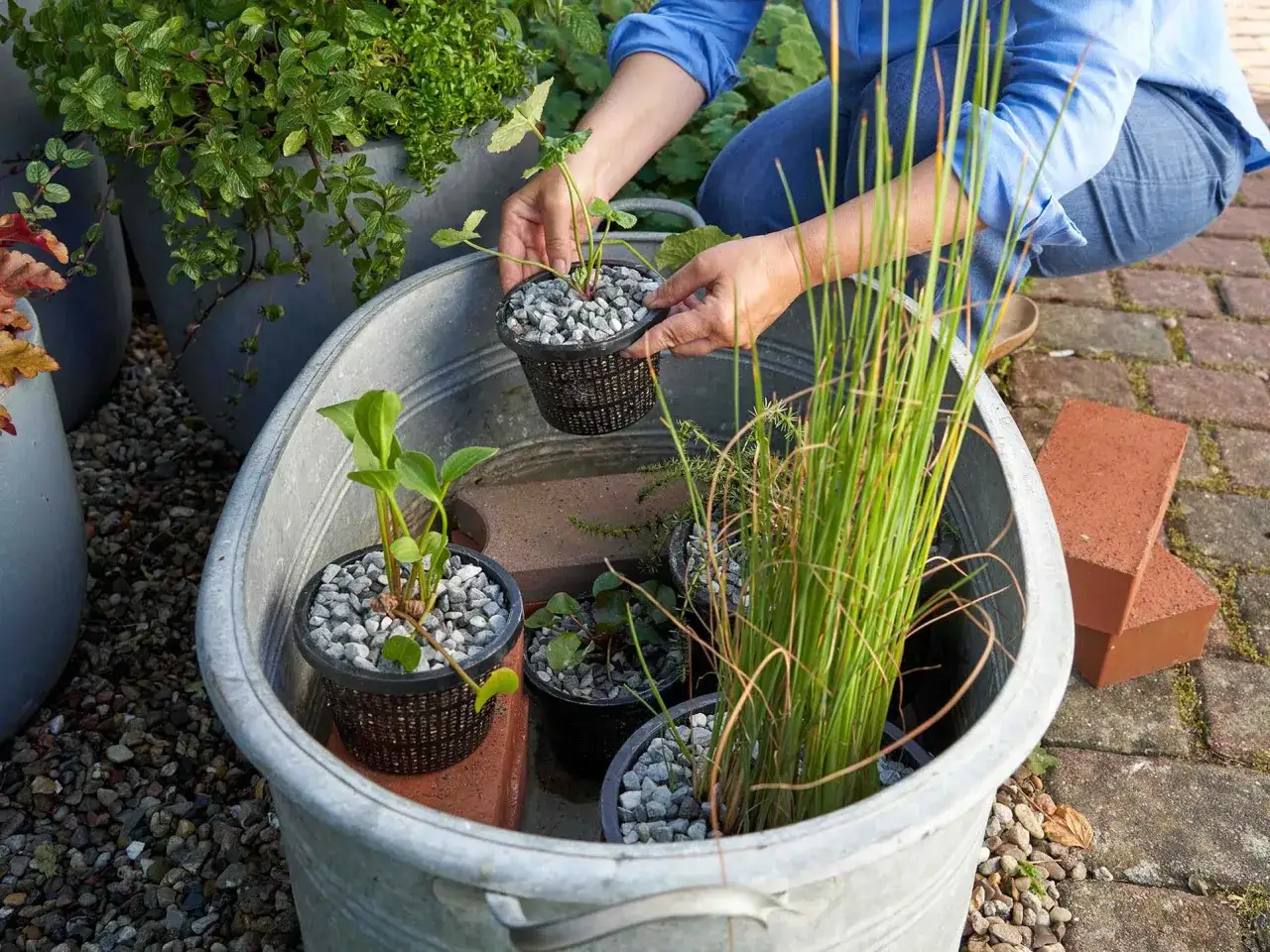 Person bepflanzt einen Zinkbottich mit Wasserpflanzen für einen miniteich balkon.