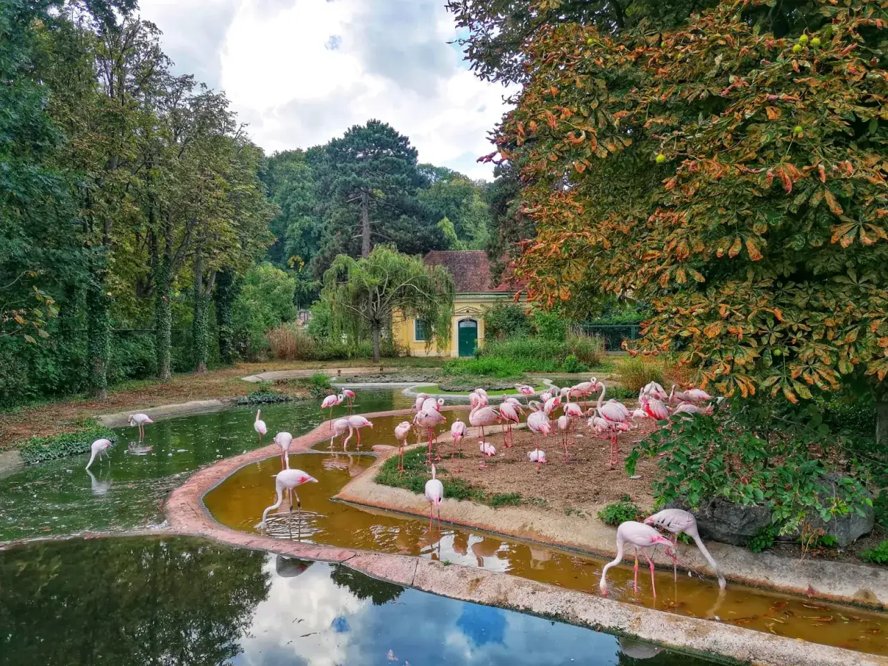 Wiedeń co zwiedzić? W zoo Tiergarten Sch&ouml;nbrunn, wśr&oacute;d zieleni, flamingi brodzą w wodzie. Uroczy widok!