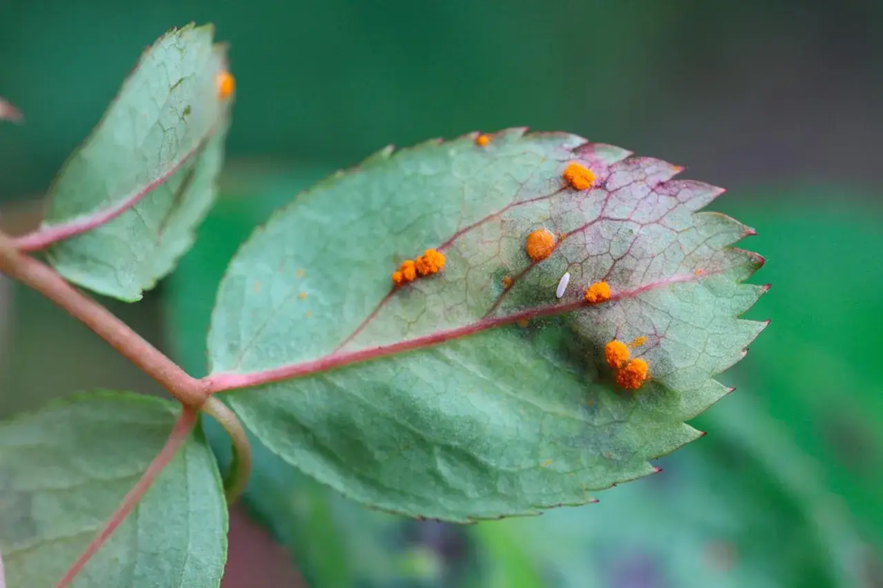 Rosblad med orange prickar, tecken p&aring; sjukdomar p&aring; rosor. En n&auml;rbild visar tydligt hur svampen angriper bladet.