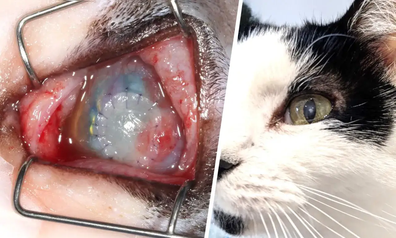 Gros plan sur un œil de chat en cours de traitement pour un ulcère cornéen, avec des sutures visibles. À côté, le même chat avec un œil sain.