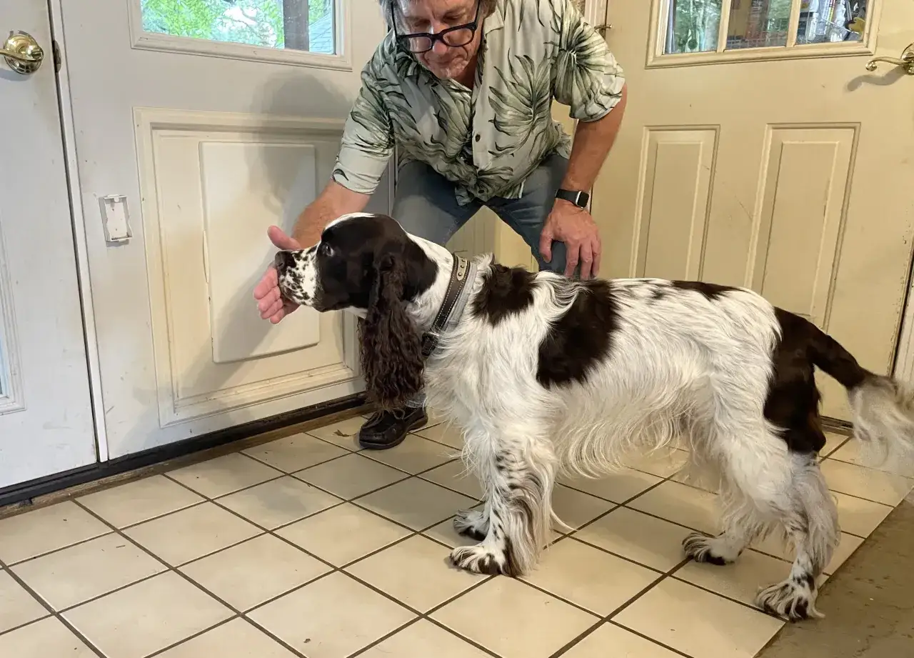 Ein Mann gibt einem braun-weißen Spaniel die Pfote. Der Hund scheint auf Kommando zu warten, ein echter trick dog.