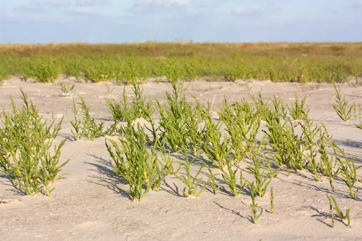 Plantes vertes de salicorne sur le sable, rappelant les haricots de mer bienfaits.