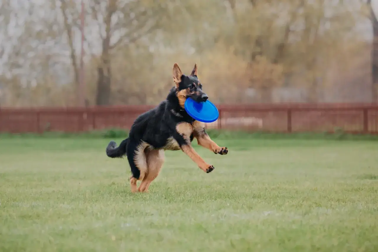 Owczarek niemiecki w skoku z niebieskim frisbee w pysku. Widać, ile ruchu potrzebuje ten pies, by być szczęśliwym.