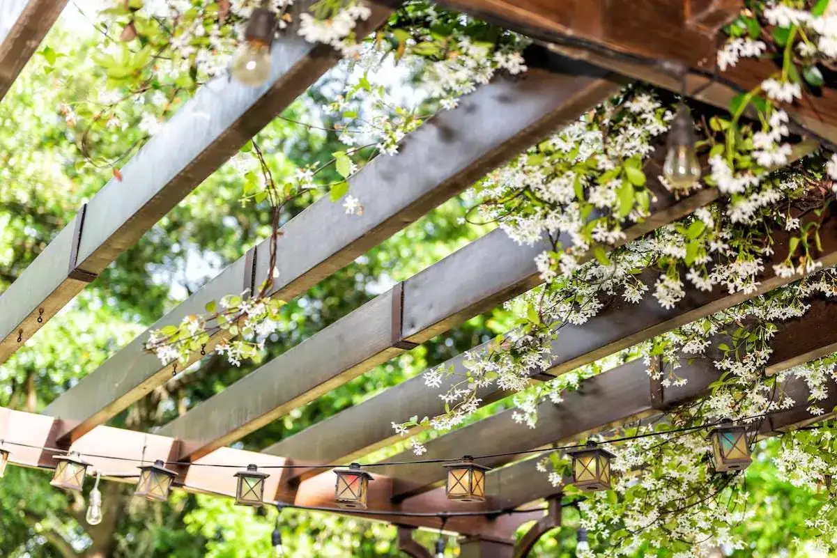 Drewniana pergola porośnięta kwitnącym szpinakiem malabarskim, ozdobiona girlandą lampek.