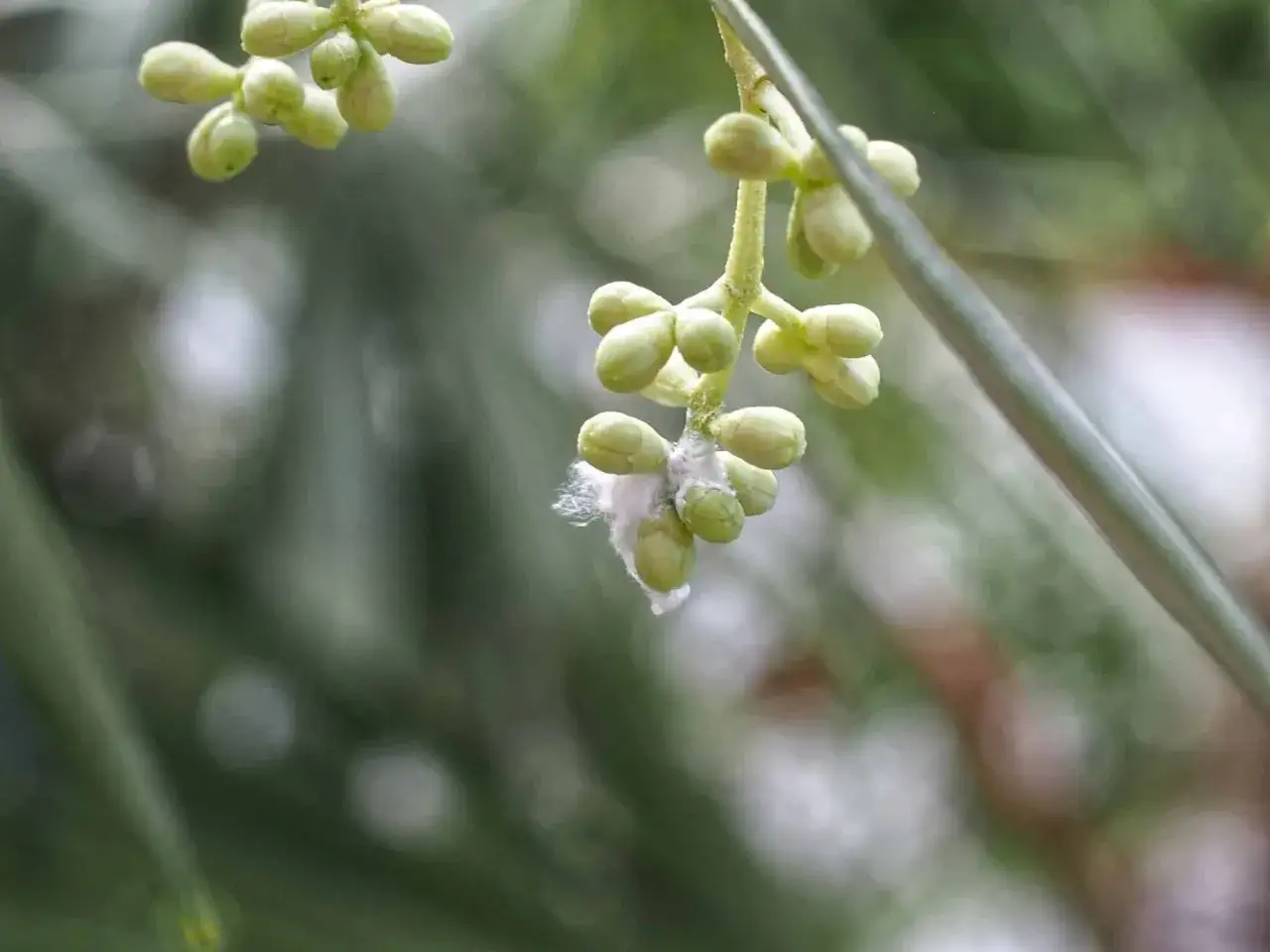 Nahaufnahme von Olivenknospen mit wei&szlig;em Flaum, ein Zeichen f&uuml;r Olivenbaum Krankheiten. Bilder zeigen Befall.