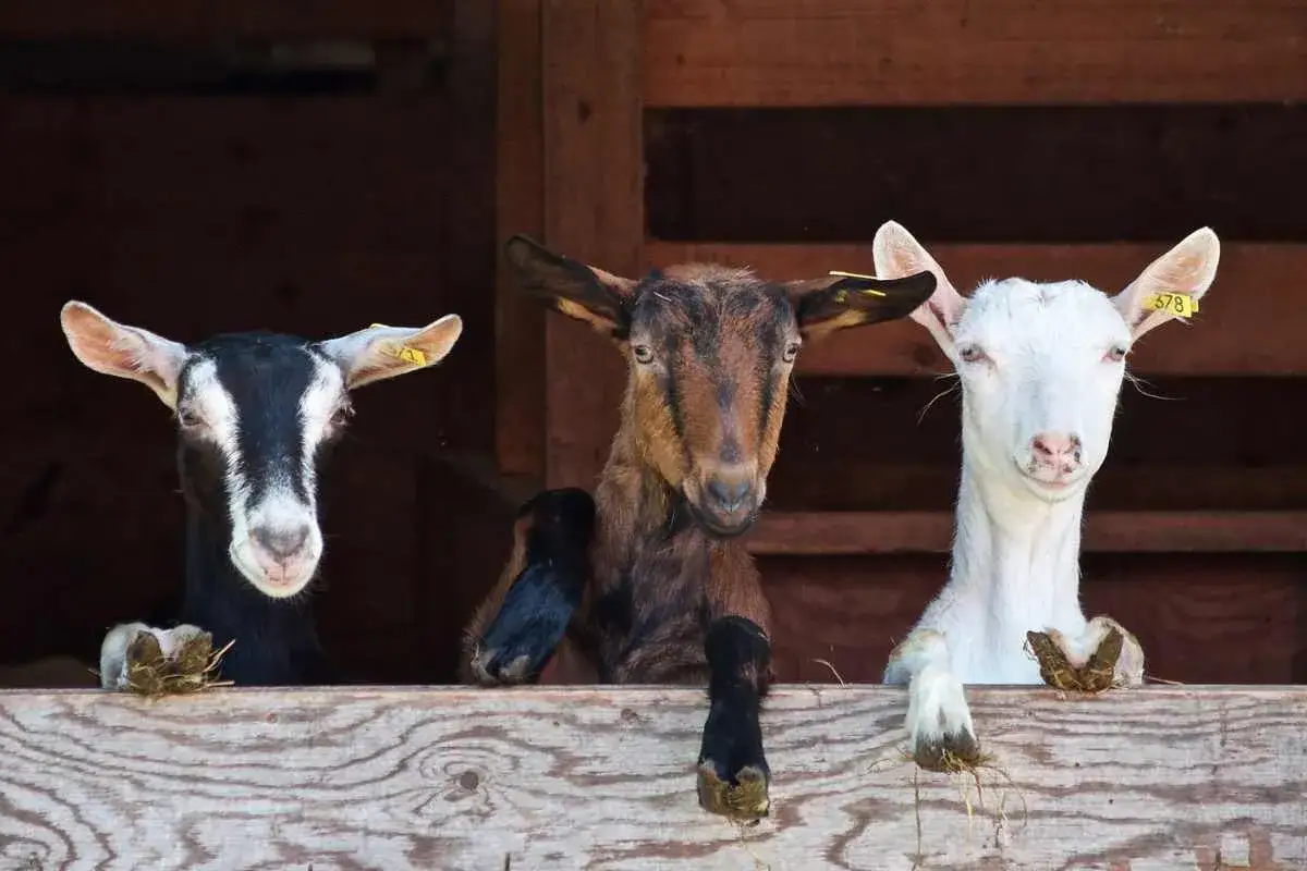 Tre caprette curiose sporgono da una staccionata in legno, un'immagine che evoca la vita rurale e gli animali in Sicilia.