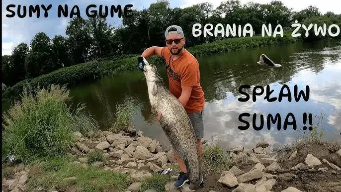 wędkarz łowiący suma spinningiem