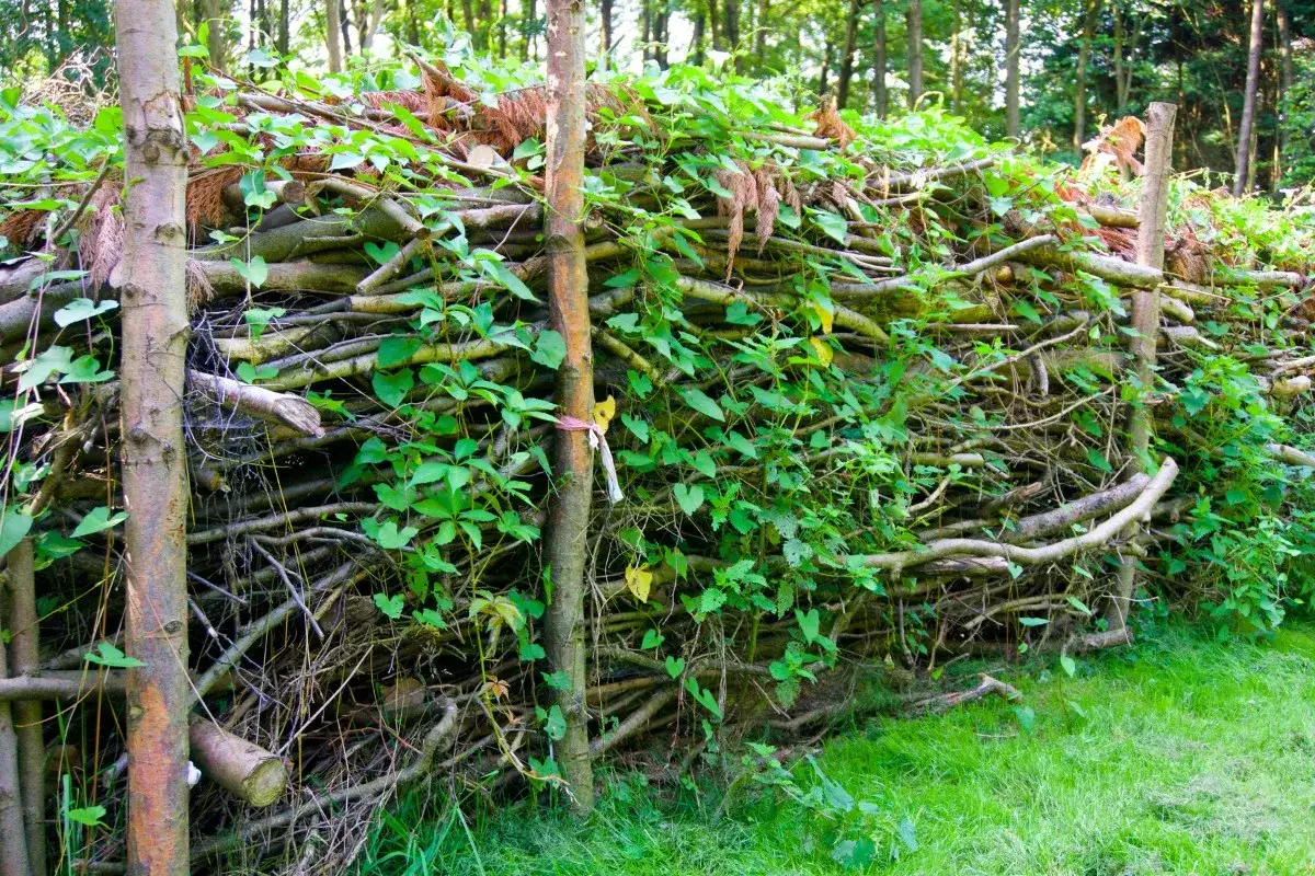 Eine Benjeshecke anlegen: Ein dichter Wall aus &Auml;sten und Zweigen, bewachsen mit gr&uuml;nen Bl&auml;ttern, bildet einen nat&uuml;rlichen Lebensraum.