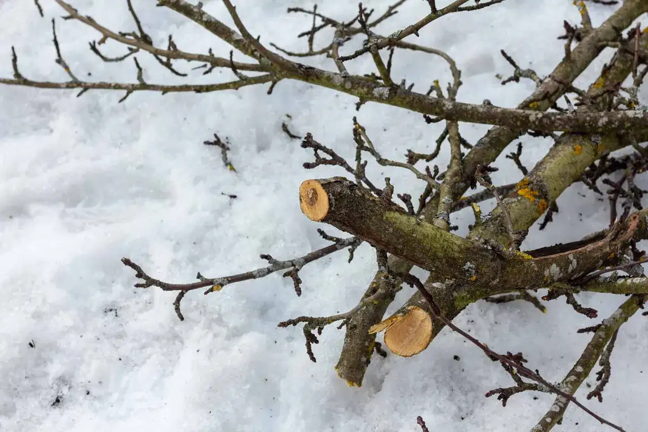 Gros plan sur des branches coupées, résultat d'un élagage d'arbre, reposant sur un sol enneigé.