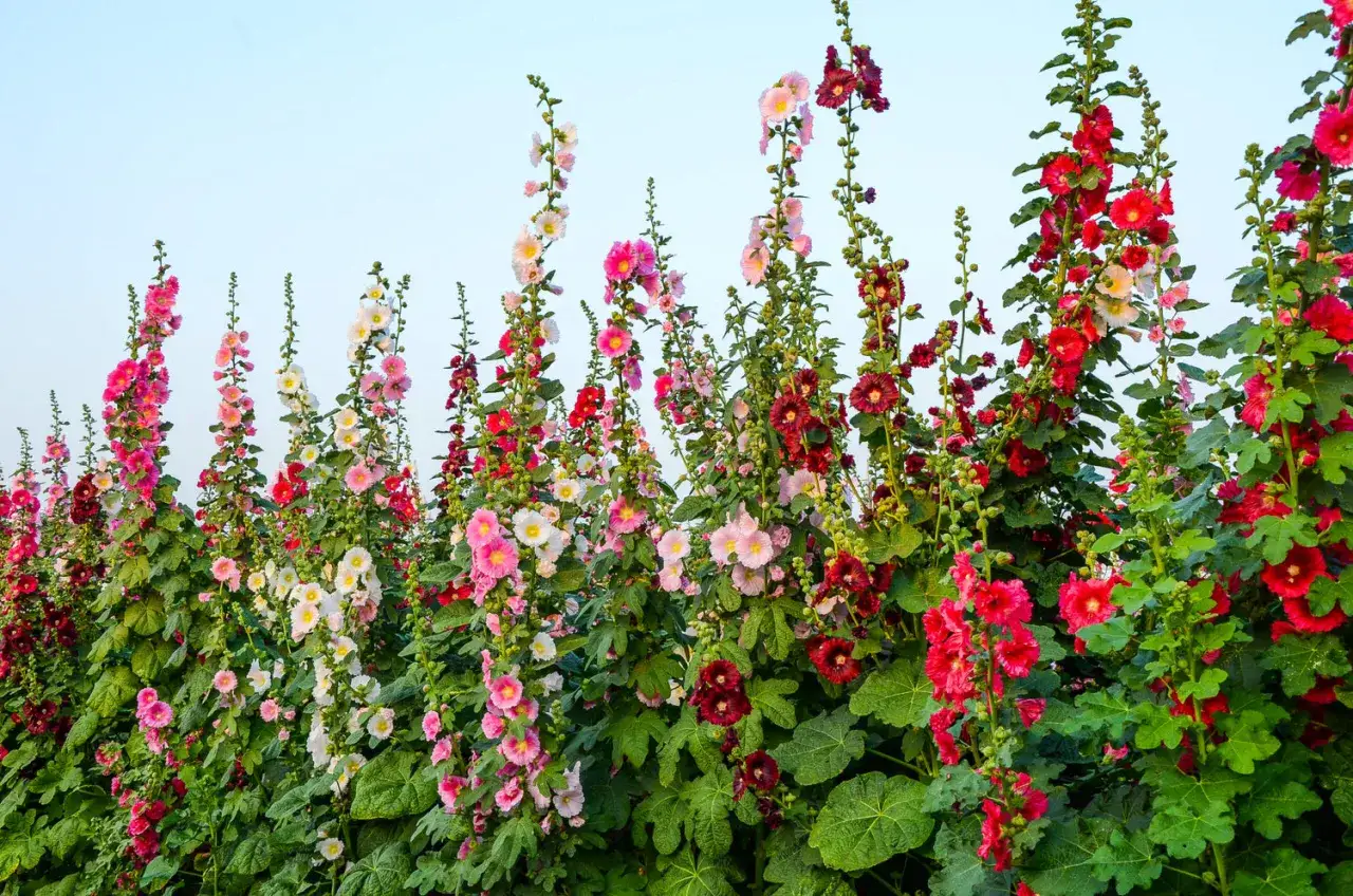 En rad med höga, färgsprakande stockrosor i rosa, vita och röda nyanser mot en ljusblå himmel.