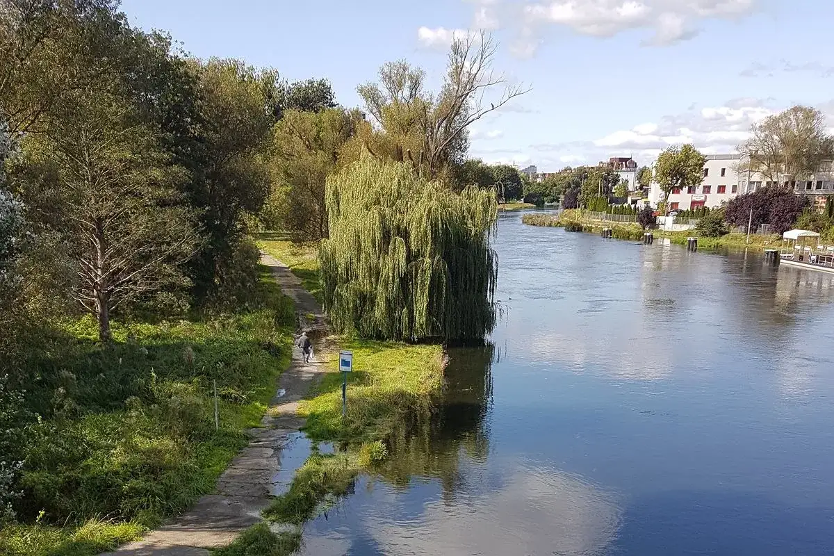 Spacer wzdłuż rzeki, która przepływa przez Bydgoszcz. Wierzba płacząca i ścieżka dla pieszych.
