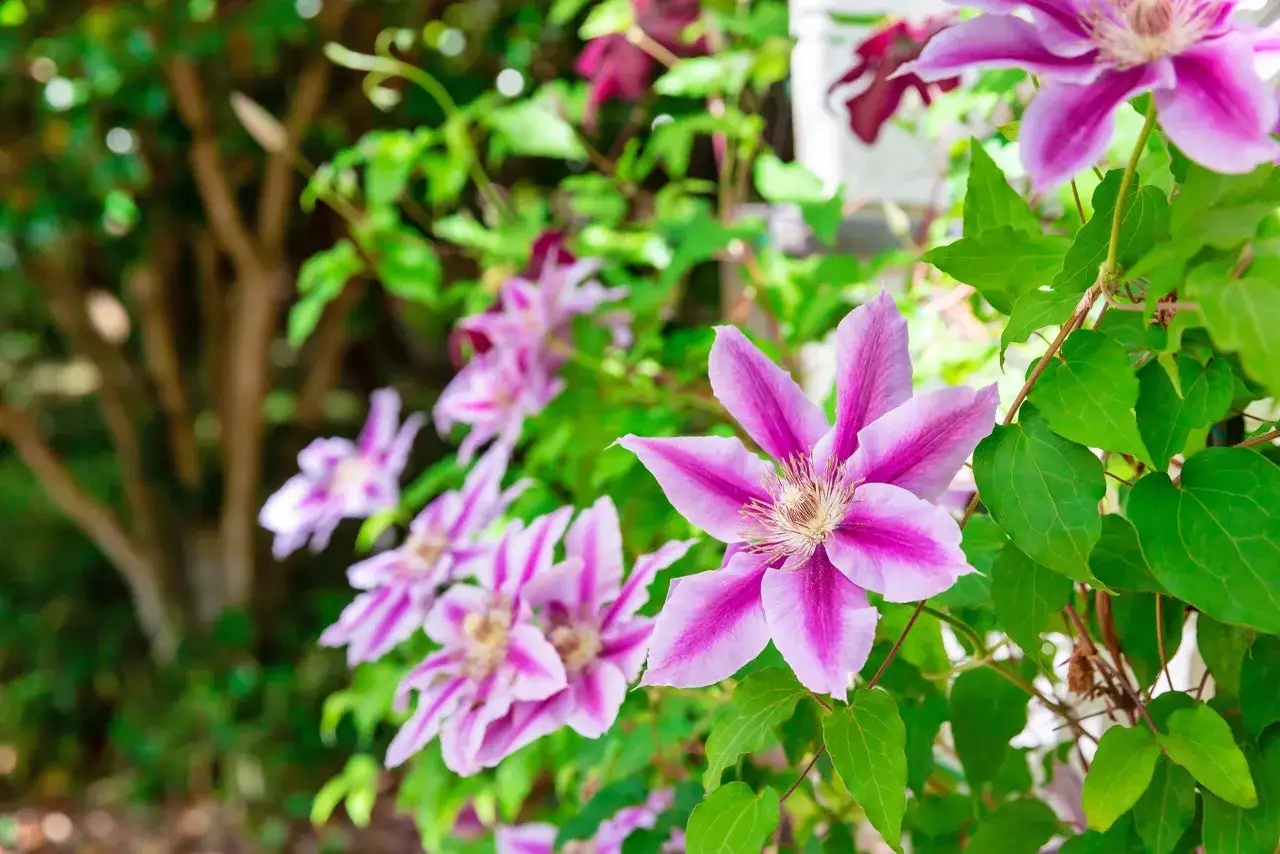 Vackra klematis sorter med rosa och vita blommor klättrar i solen.