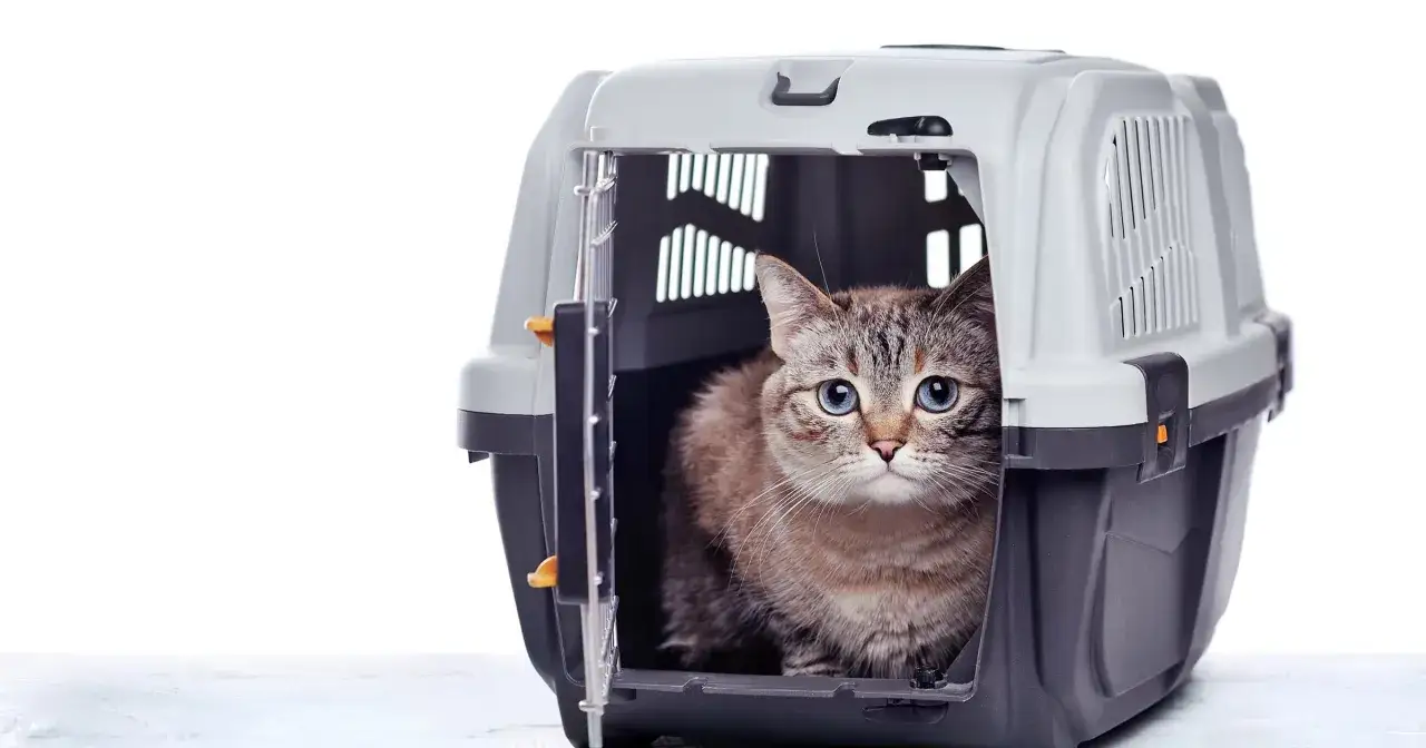 Kot z niebieskimi oczami w transporterze, gotowy na pierwsza wizyta u weterynarza z kotem.