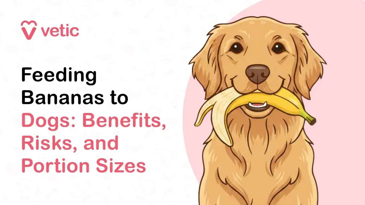 Złoty retriever z bananem w pysku. Czy pies może jeść banana? Dowiedz się o korzyściach, ryzyku i porcjach.