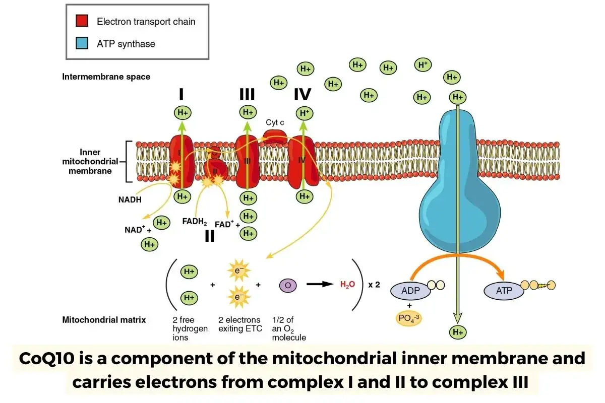 Mitochondriale Atmungskette: CoQ10 transportiert Elektronen. Ein Mangel an CoQ10 kann zu M&uuml;digkeit f&uuml;hren, einem der q10 mangel symptome.