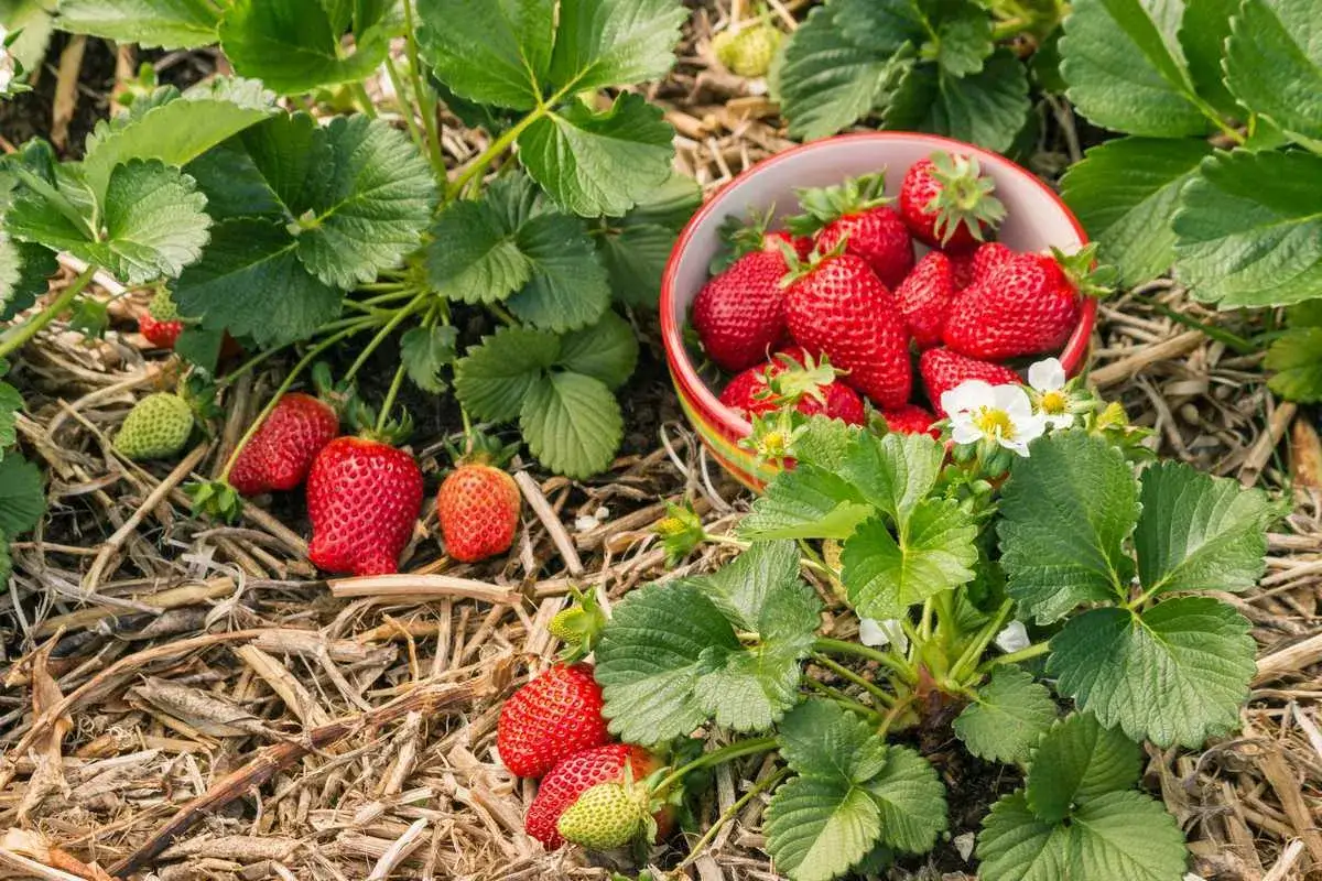 Un bol rempli de variétés de fraises mûres, entouré de plants de fraises verts et de fruits frais sur un paillis sec.