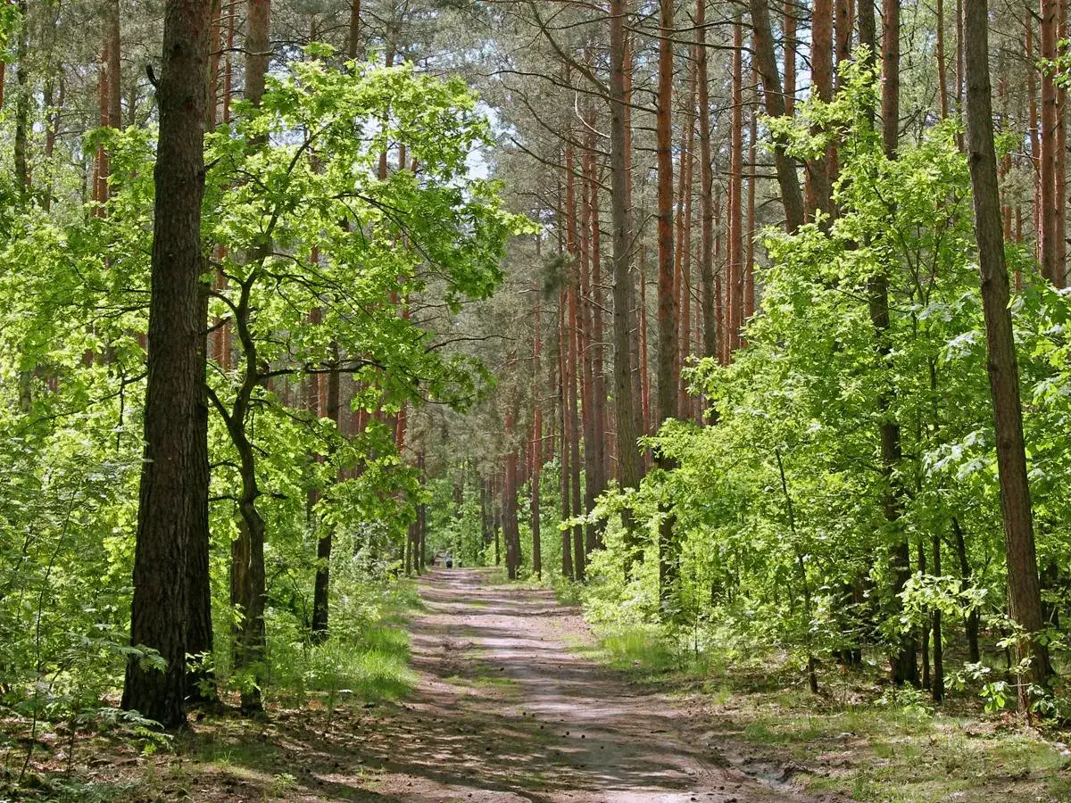 Leśna ścieżka, idealna na rykowisko ultra trail. Słońce przebija się przez młode liście, tworząc magiczny klimat.