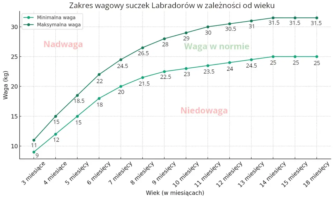 Labrador 3 miesiące waga: minimalna 9 kg, maksymalna 11 kg. Wykres pokazuje zakres wagowy suczek tej rasy.