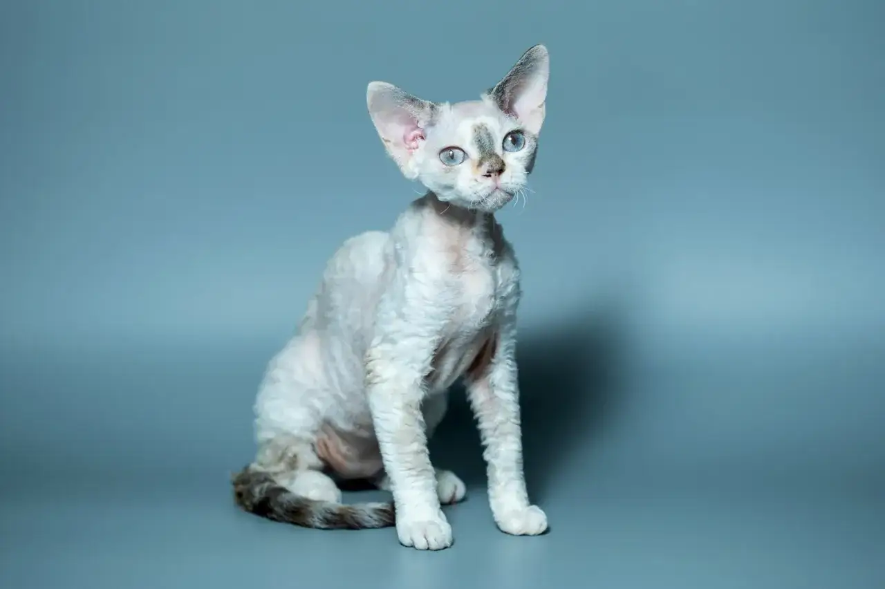 Uroczy devon rex z niebieskimi oczami i falowaną sierścią siedzi na szarym tle, wyglądając na zaciekawionego.