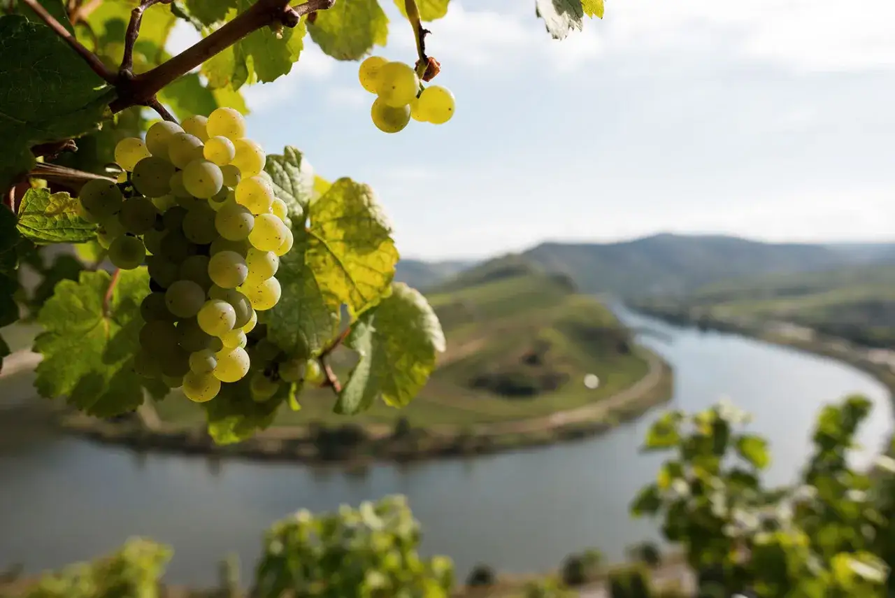 Reife Trauben hängen an einem Rebstock mit Blick auf eine Moselschleife. Ein perfekter Ort für Moselwein.