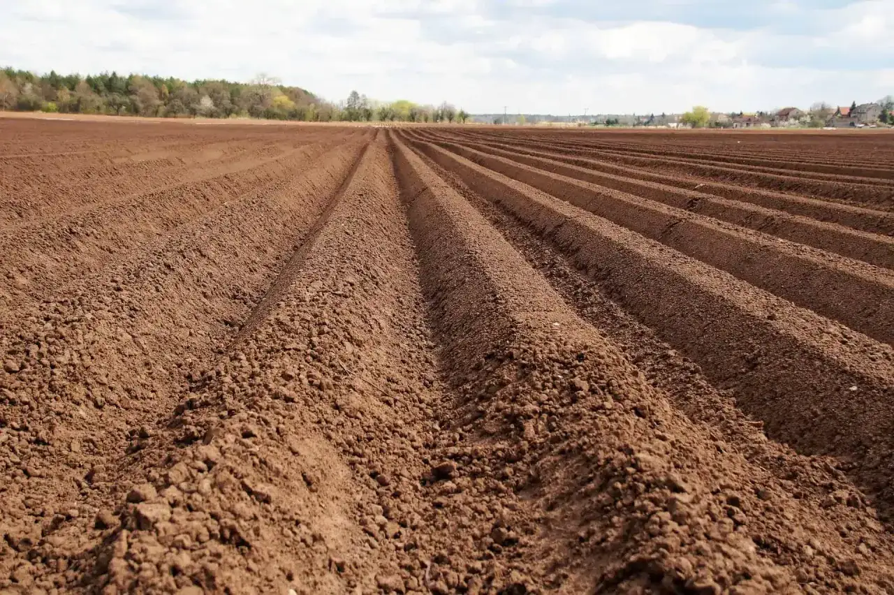 Rośliny na gleby płowe i brunatne przykłady