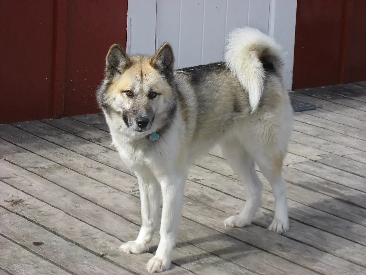 Un majestuoso perro de Groenlandia, con su pelaje bicolor y cola enroscada, posa en una tarima de madera.