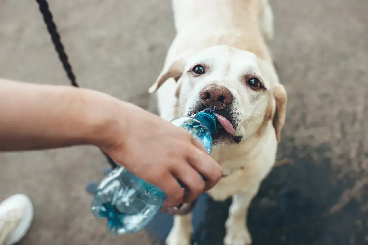 Un perro labrador bebe agua de una botella. Mi perro bebe mucha agua, especialmente en días calurosos.