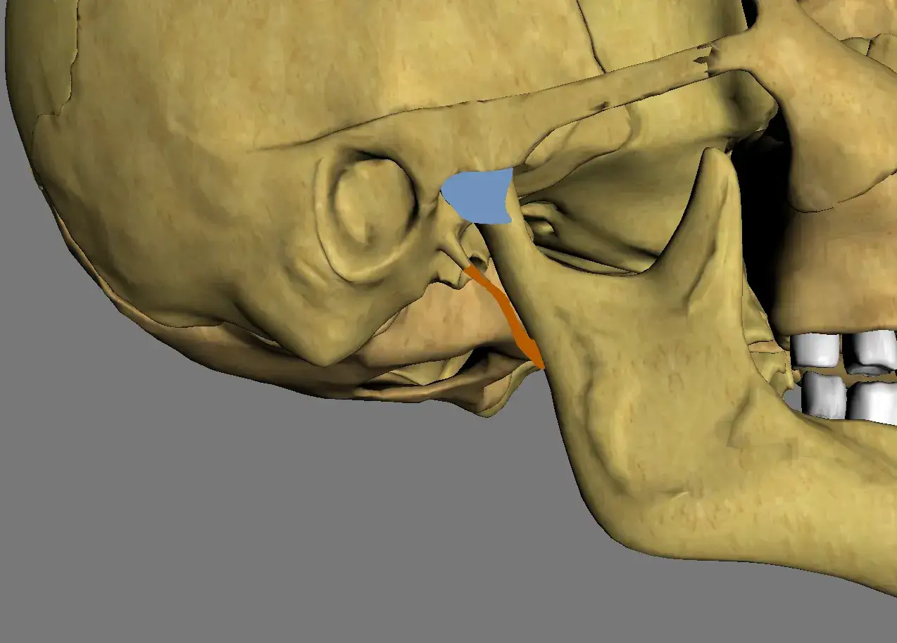 Detaljerad vy av käkleden, med framträdande tuberculum articulare och käkbenet.