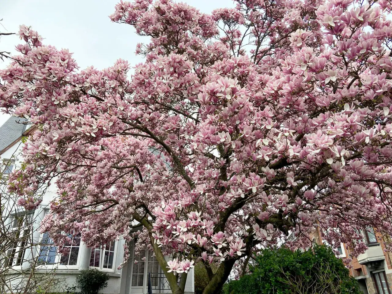Magnolia en fleurs roses, un guide pour savoir comment tailler un magnolia pour une floraison optimale.