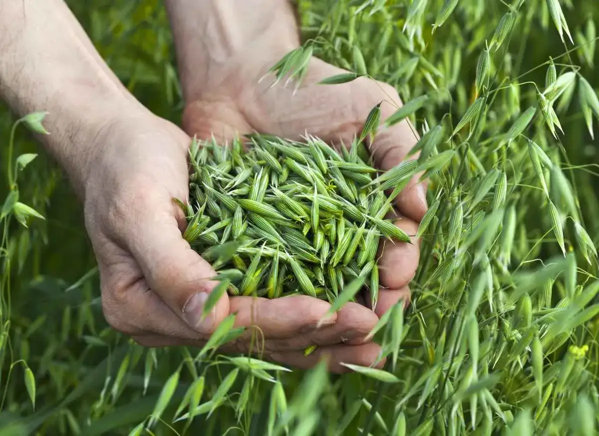 Mains tenant une poignée de semis d'avoine de printemps, entourées de tiges vertes et d'épis.