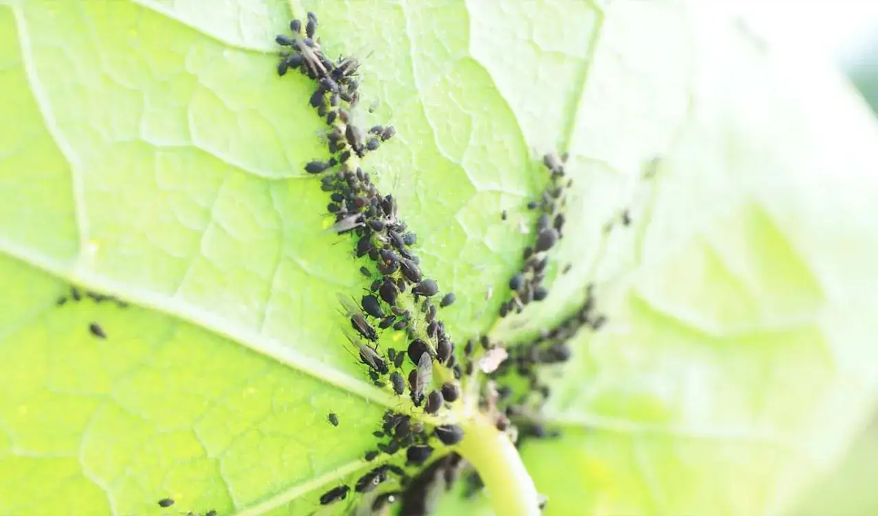 Un'infestazione di afidi neri si aggrappa al gambo e alle venature di una foglia verde brillante, succhiandone la linfa.