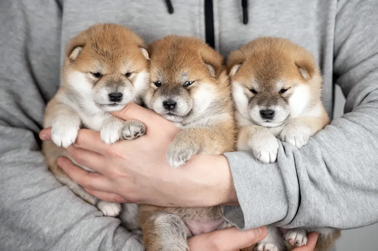 Trzy urocze, małe pieski rasy shiba inu w objęciach.
