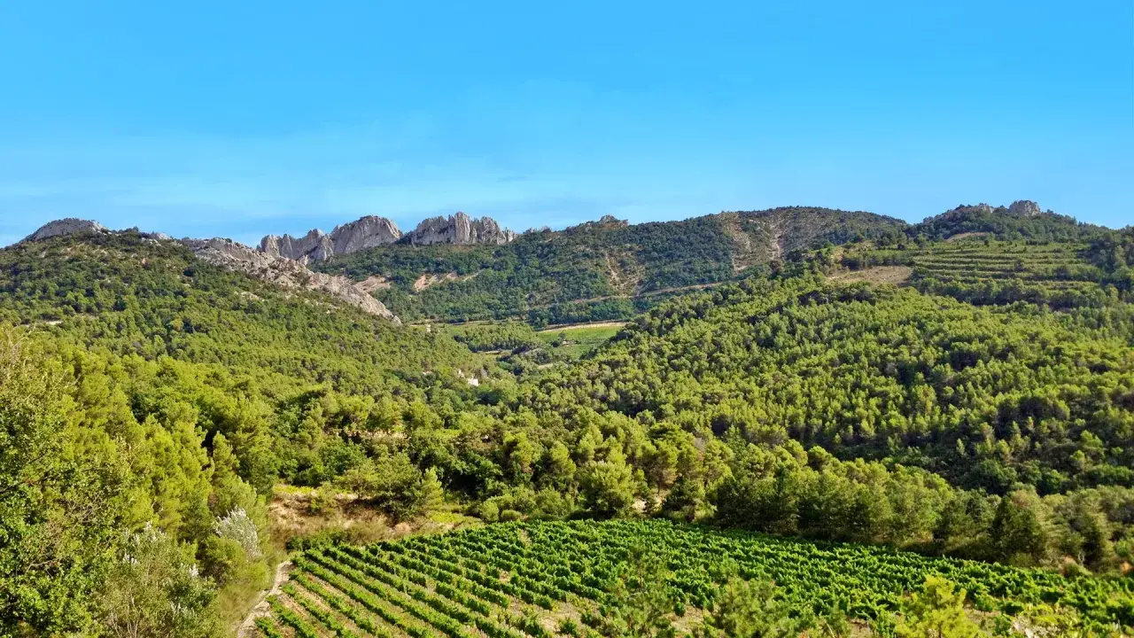Paysage verdoyant de la r&eacute;gion de Gigondas, avec des vignobles en premier plan et des montagnes rocheuses en arri&egrave;re-plan sous un ciel bleu.