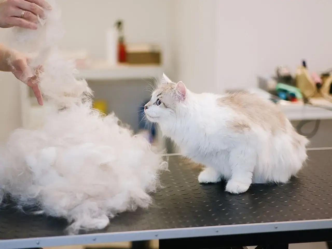 A fluffy grey cat watches as a pile of its shed fur is held up.