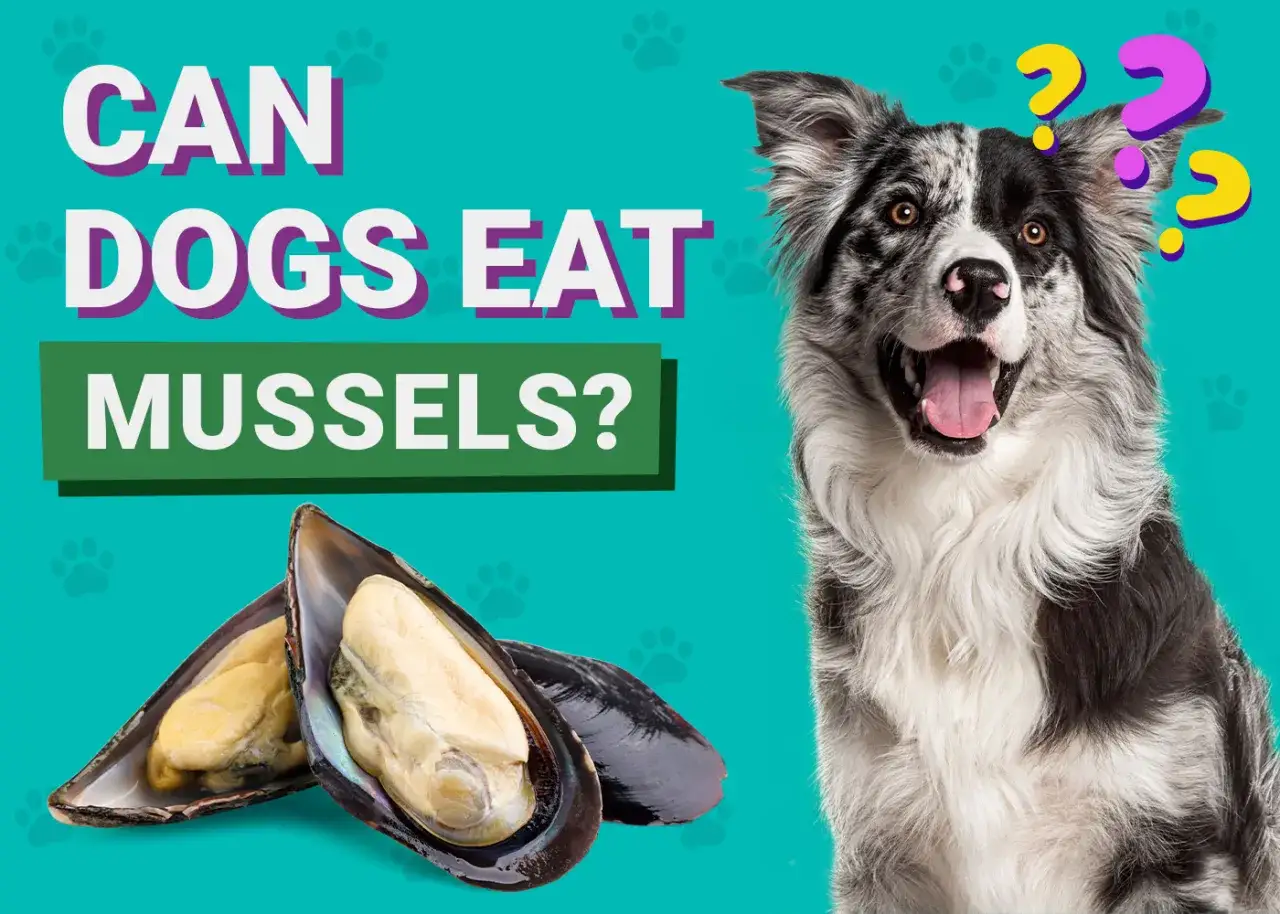 Un perro mira con curiosidad dos mejillones abiertos. &iquest;Los perros pueden comer mejillones?