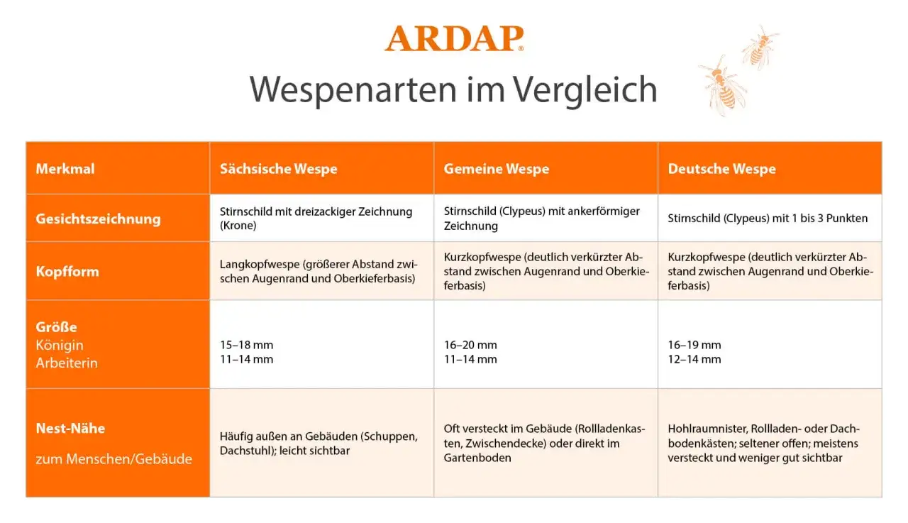Vergleichstabelle verschiedener Wespenarten: Sächsische, Gemeine und Deutsche Wespe. Merkmale wie Gesichtszeichnung, Kopfform, Größe und Nest-Nähe werden verglichen.