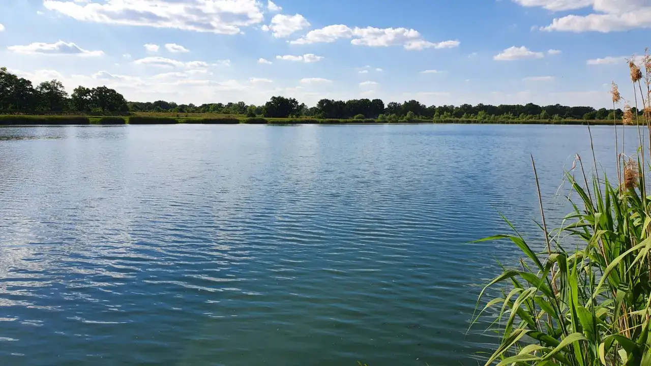Spokojny staw w Jelczu Laskowicach, z zielonymi trzcinami na pierwszym planie i drzewami w tle, pod błękitnym niebem z chmurami.