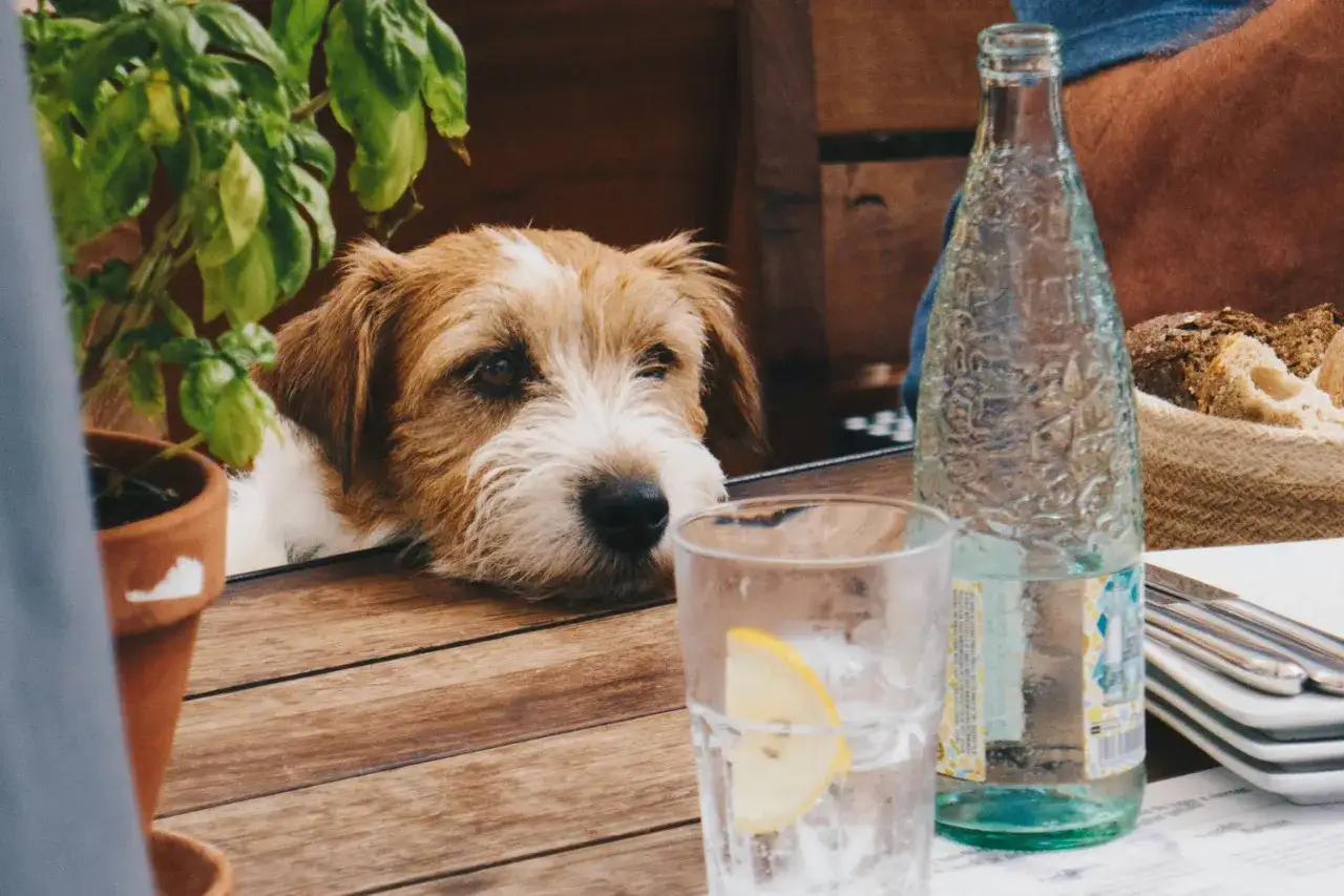 Perro curioso mira vaso con agua y lim&oacute;n. &iquest;Cu&aacute;nta agua debe beber un perro?