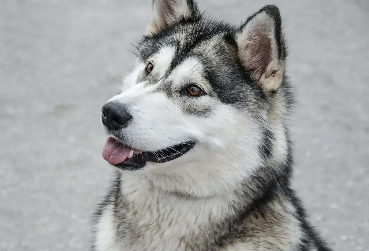 Piękny alaskan malamute husky z bystrymi oczami i wywieszonym językiem, gotowy do przygody.