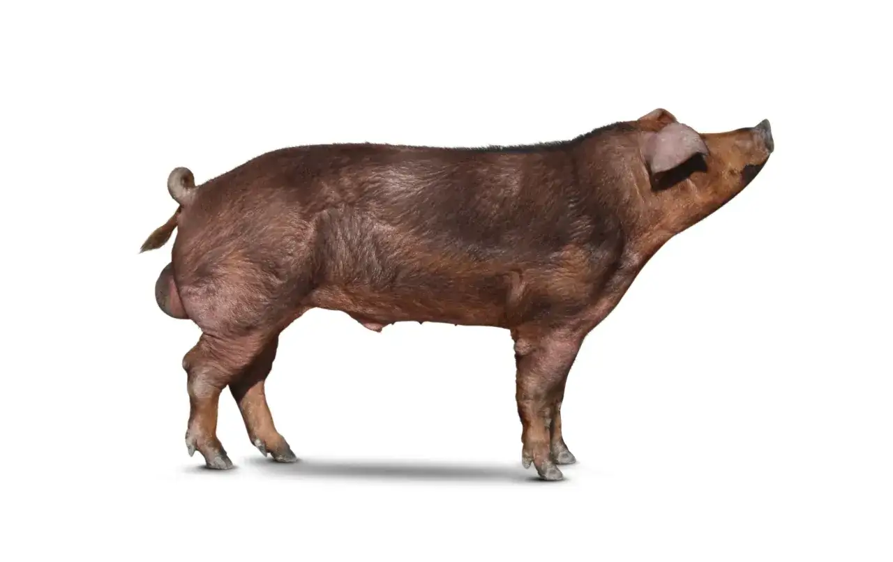 Un maiale marrone, esempio di razze di maiali giganti, in posa su sfondo bianco.