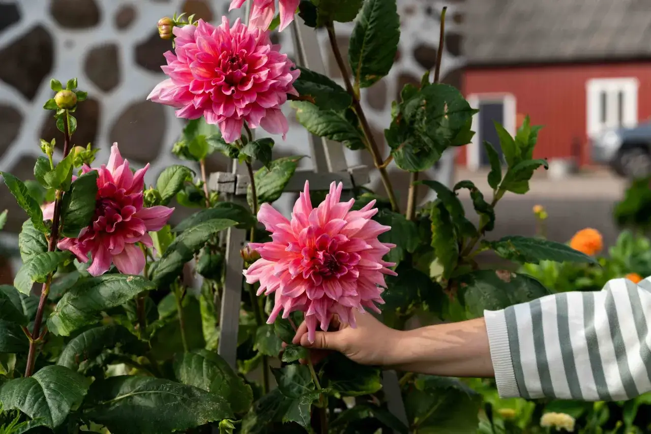 En hand med randig tr&ouml;ja h&aring;ller en stor, rosa dalia blomma. Bakom syns en r&ouml;d byggnad och en bil.