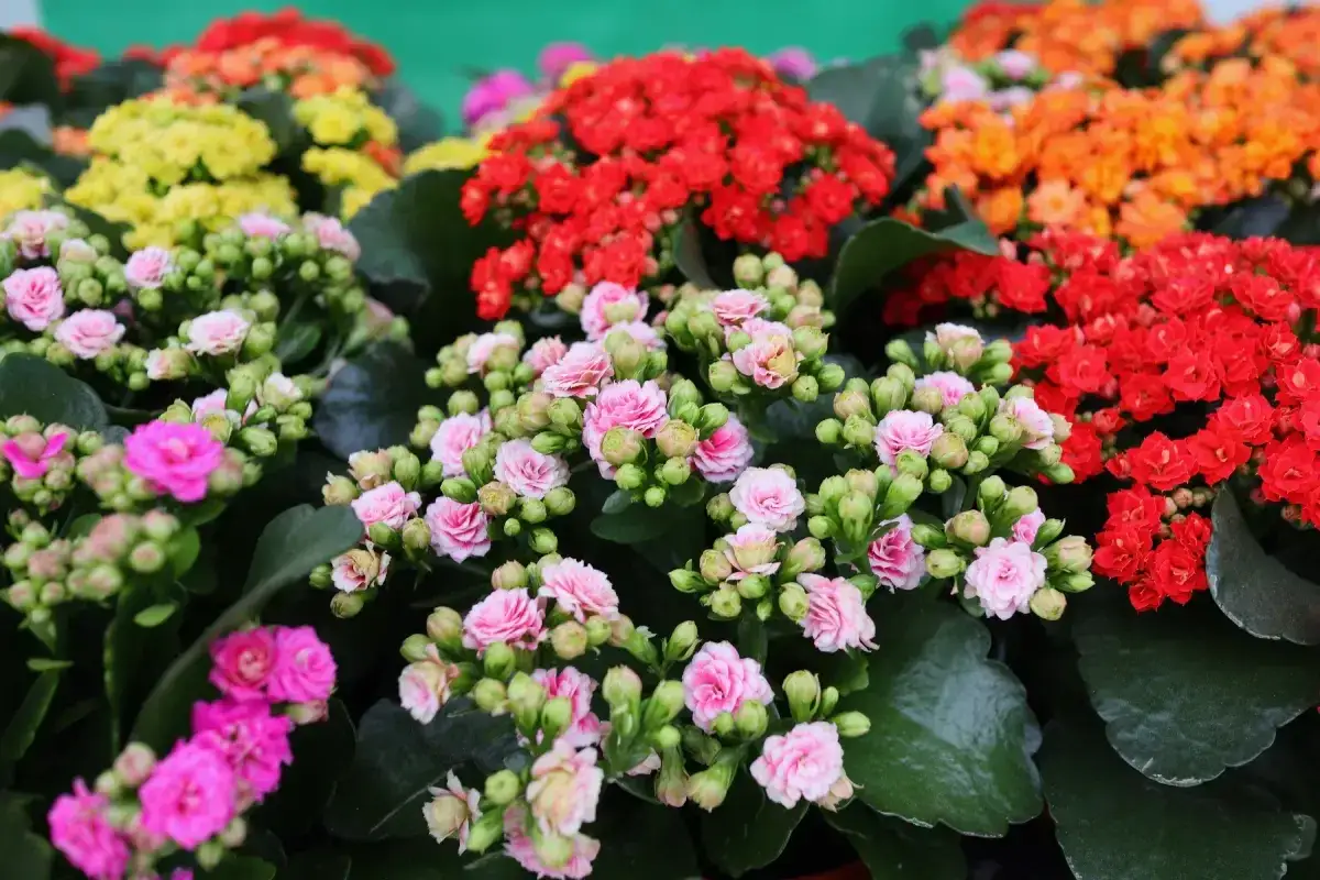 Kwitnące kalanchoe queen w odcieniach różu, czerwieni i pomarańczy.