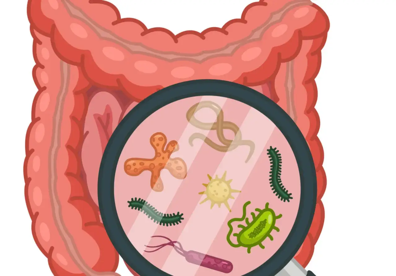 Ingrandimento di batteri e vermi nell'intestino, illustrando cos'&egrave; la disbiosi intestinale.