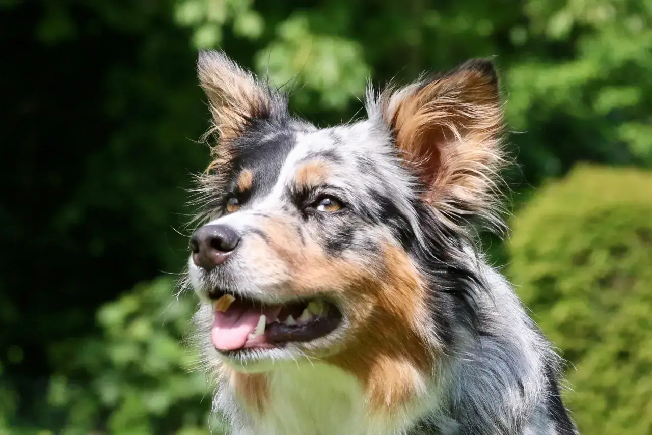 Ein Collie Australian Shepherd Mix mit einem marmorierten Fell und aufmerksamen Augen blickt nach links.