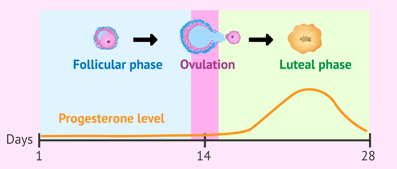 Diagram över menstruationscykeln med follikulär, ägglossning och lutealfas. Progesteronnivån stiger under lutealfasen, vilket kan vara ett tidigt progesteron gravid symptom.
