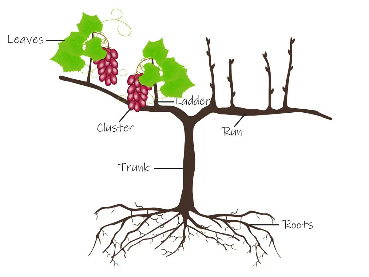 Sch&eacute;ma d'une vigne de raisin de table montrant le tronc, les racines, les feuilles, les grappes et les sarments. Id&eacute;al pour comprendre comment tailler une vigne de raisin de table.