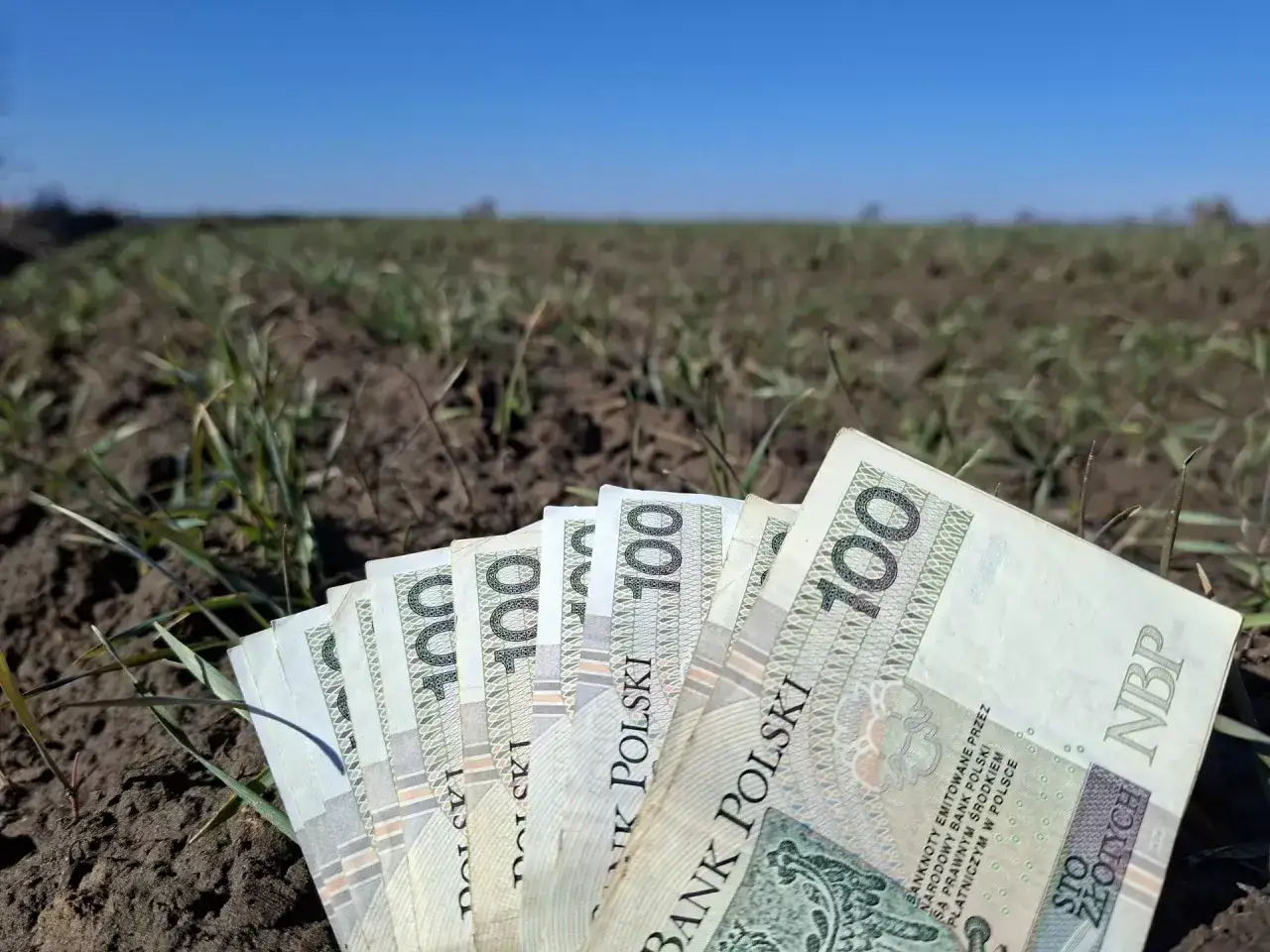 Pieniądze na polu, symbolizujące dzierżawę bez umowy a dopłaty.