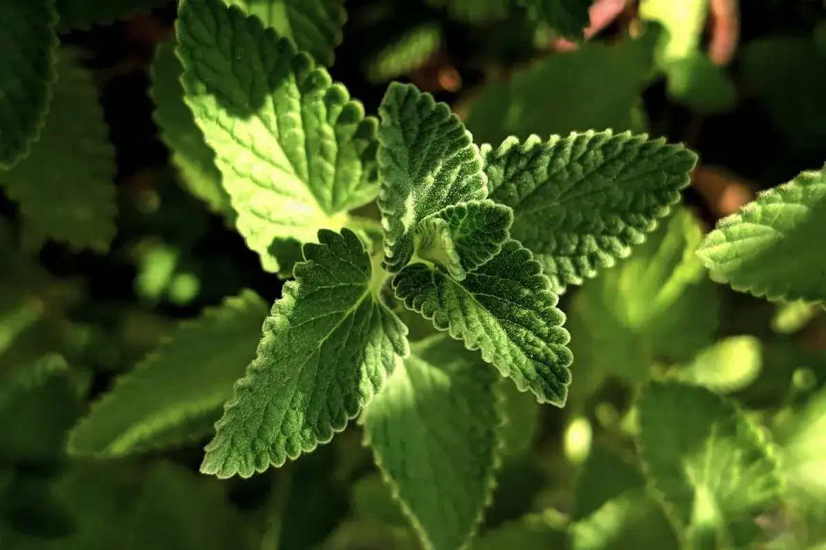 Zielona mięta, idealna do mojito, kontrastuje z pieprzową. Jej liście, lekko owłosione, tworzą orzeźwiający aromat.
