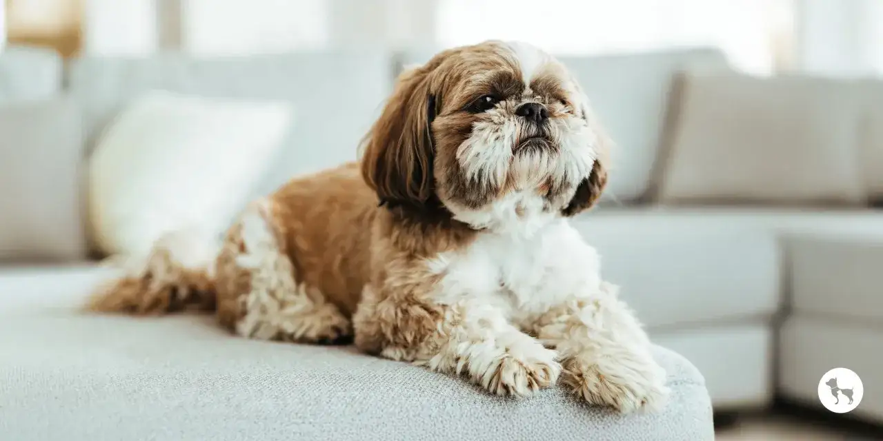 Un adorable Shih Tzu, ideal como perros pequeños para casa, descansa en un sofá gris.