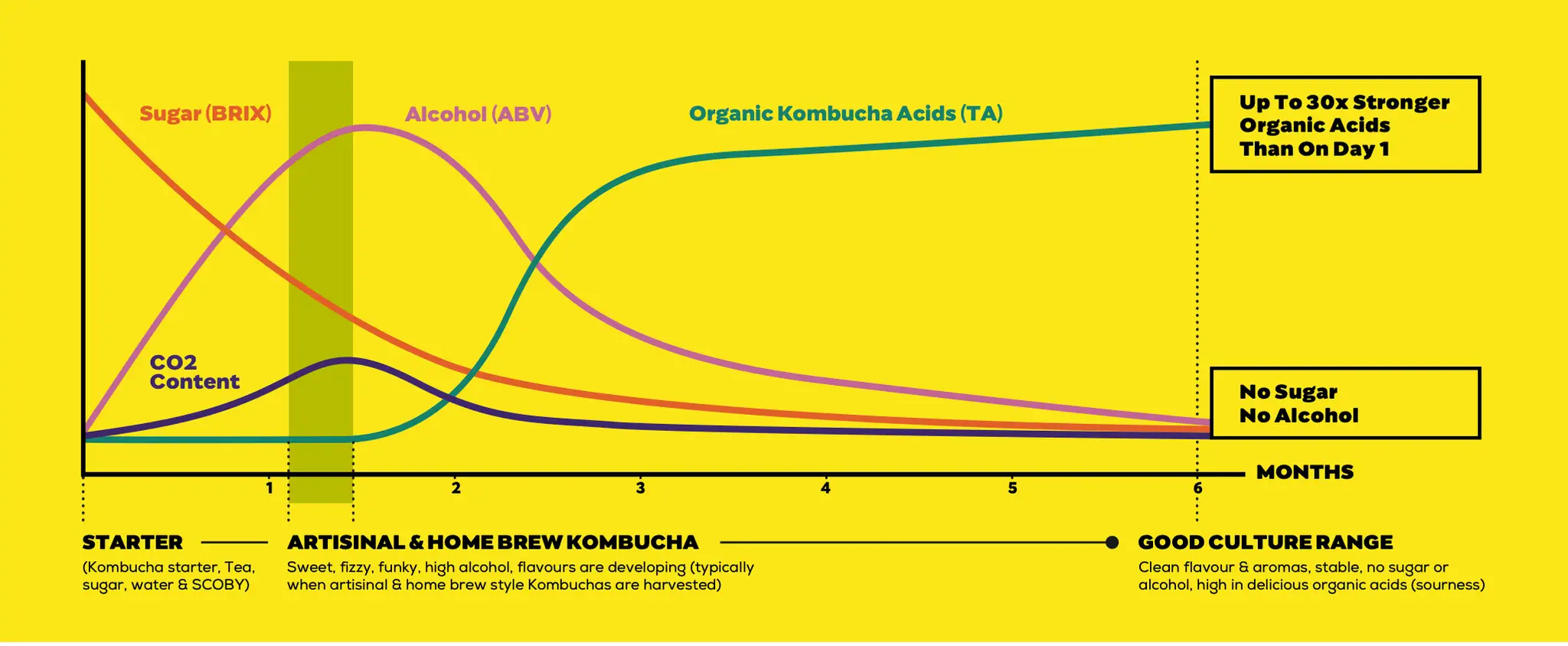 Wykres pokazuje, że kombucha początkowo zawiera cukier i alkohol, który stopniowo maleje. Czy kombucha ma alkohol? Tak, ale w fazie 